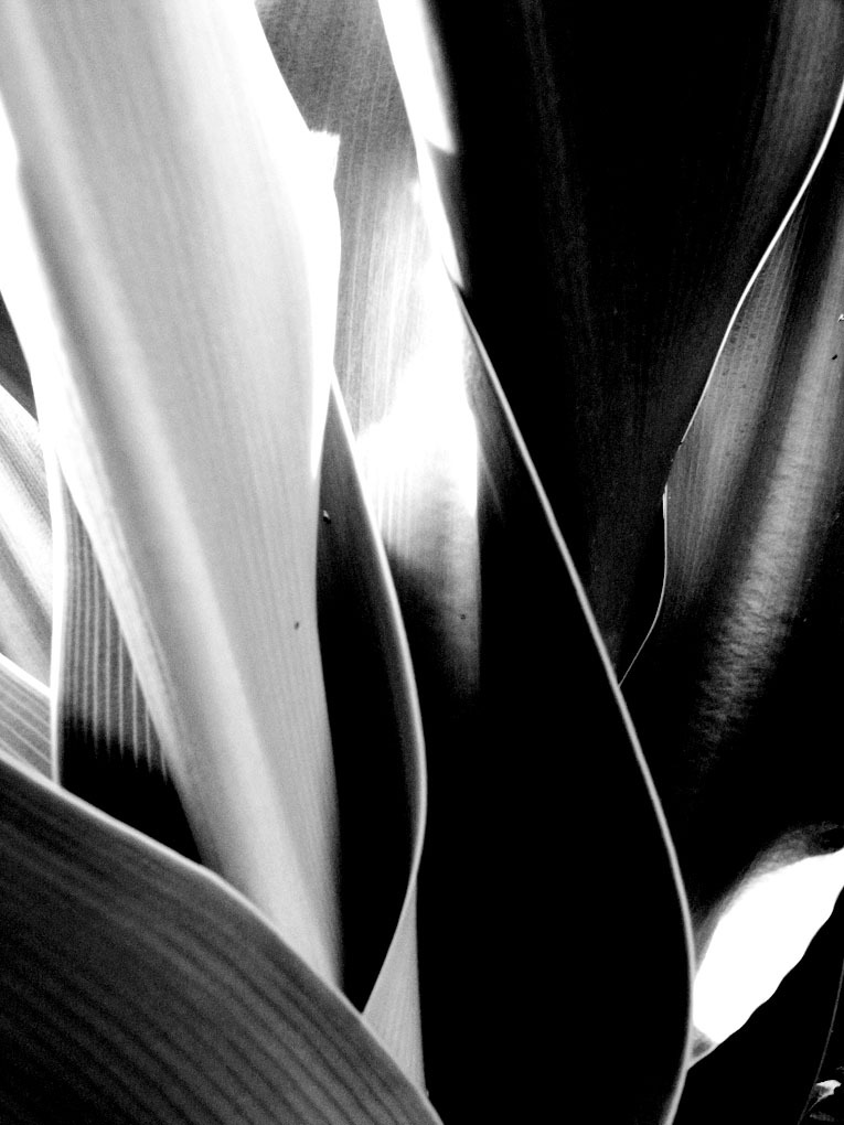 cactus #2