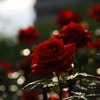 photo#3