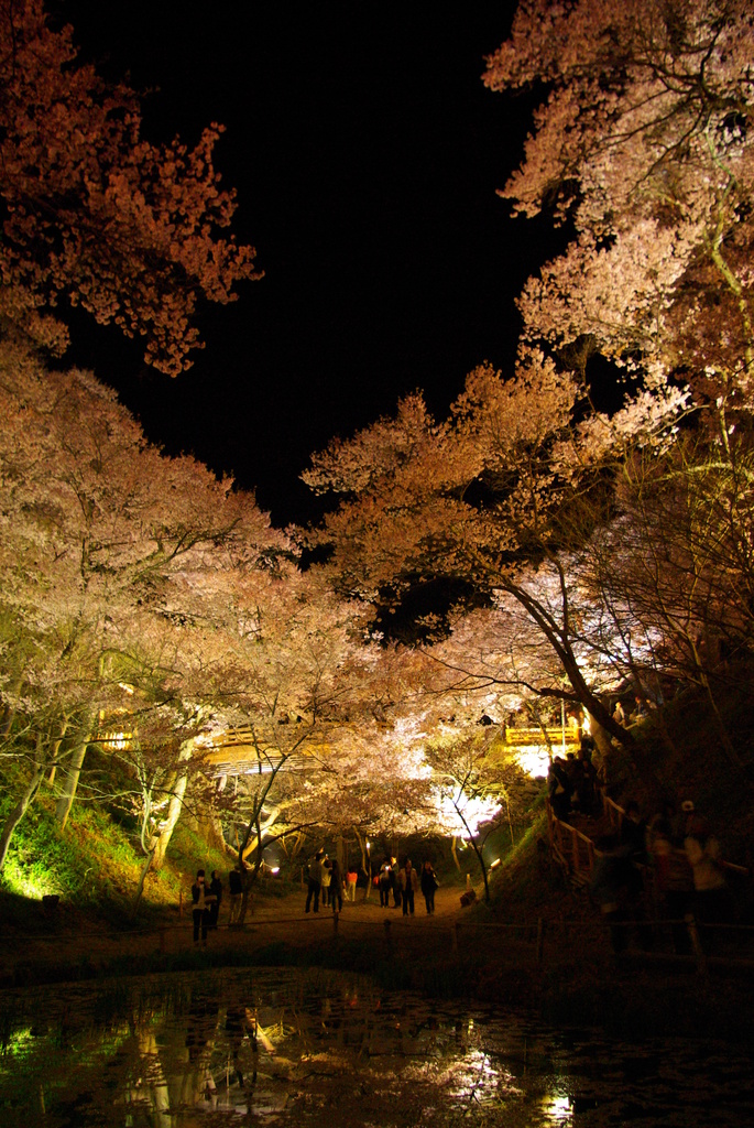 桜橋池　縦