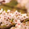 ム～ミン谷にも春が＾＾
