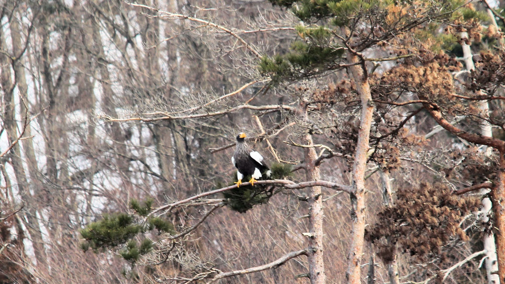 オオワシ　Steller's Sea Eagle (Level 4) 20120