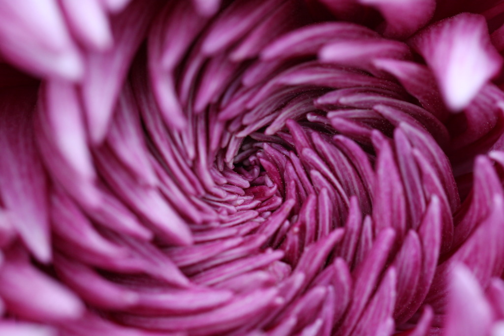 花の中の天使