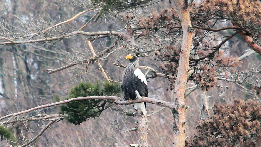 オオワシ　Steller's Sea Eagle (Level 4) 20120