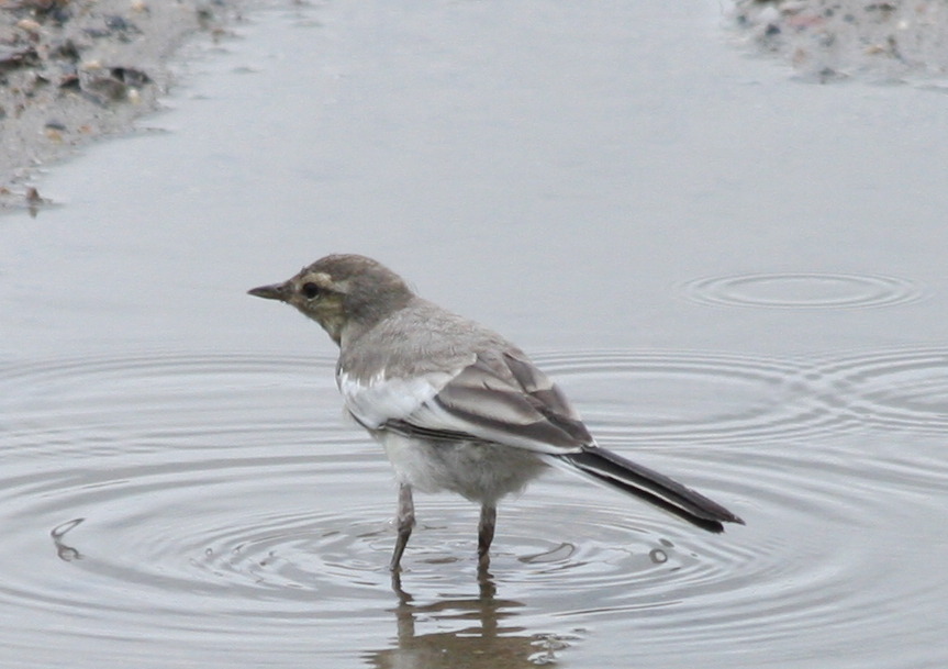 お庭に来てくれた鳥さん