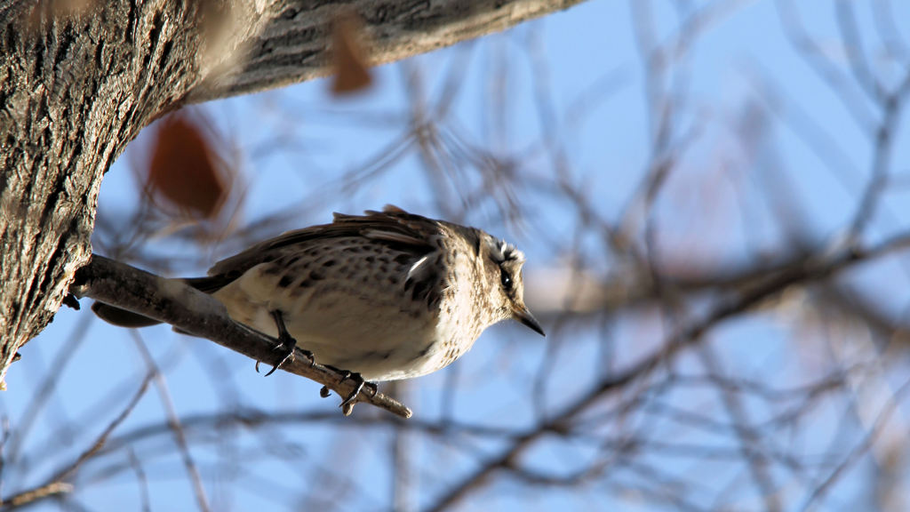 ツグミ　Dusky Thrush (Level 1) 20120216