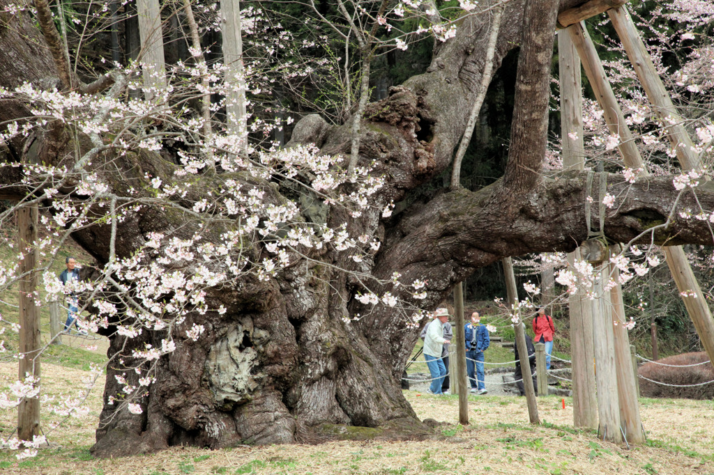 淡墨桜の幹