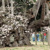 淡墨桜の幹