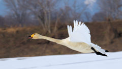 オオハクチョウ　Whooper Swan (Level 3) 20120221