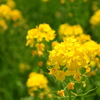 菜の花②
