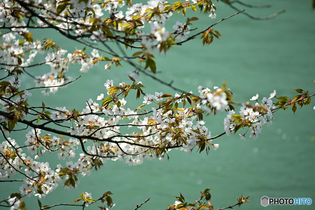 七ヶ用水の桜