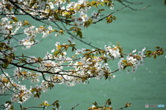 七ヶ用水の桜