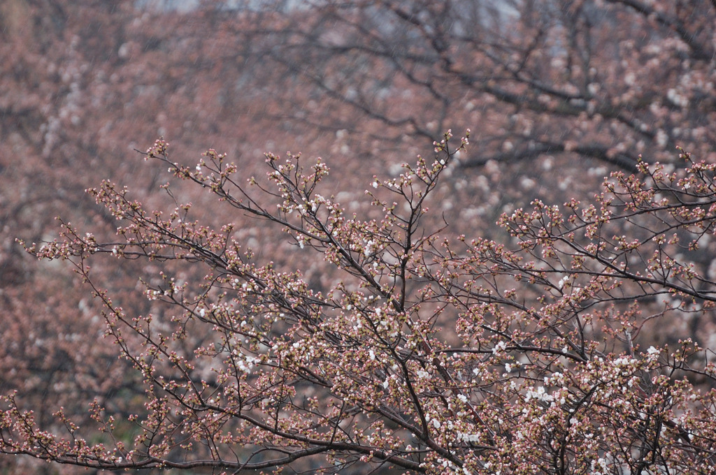 開花順延