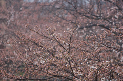 開花順延