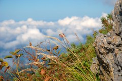 山頂の秋