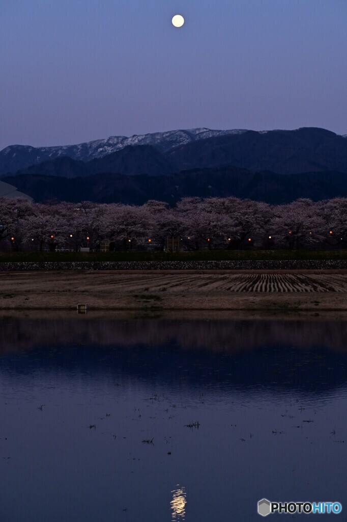 今宵の桜