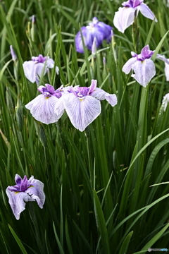 花菖蒲園（卯辰山公園）