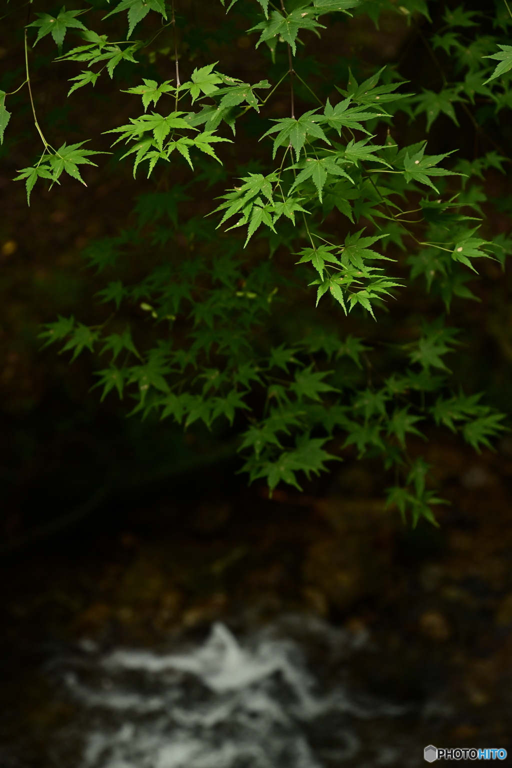 草・涼