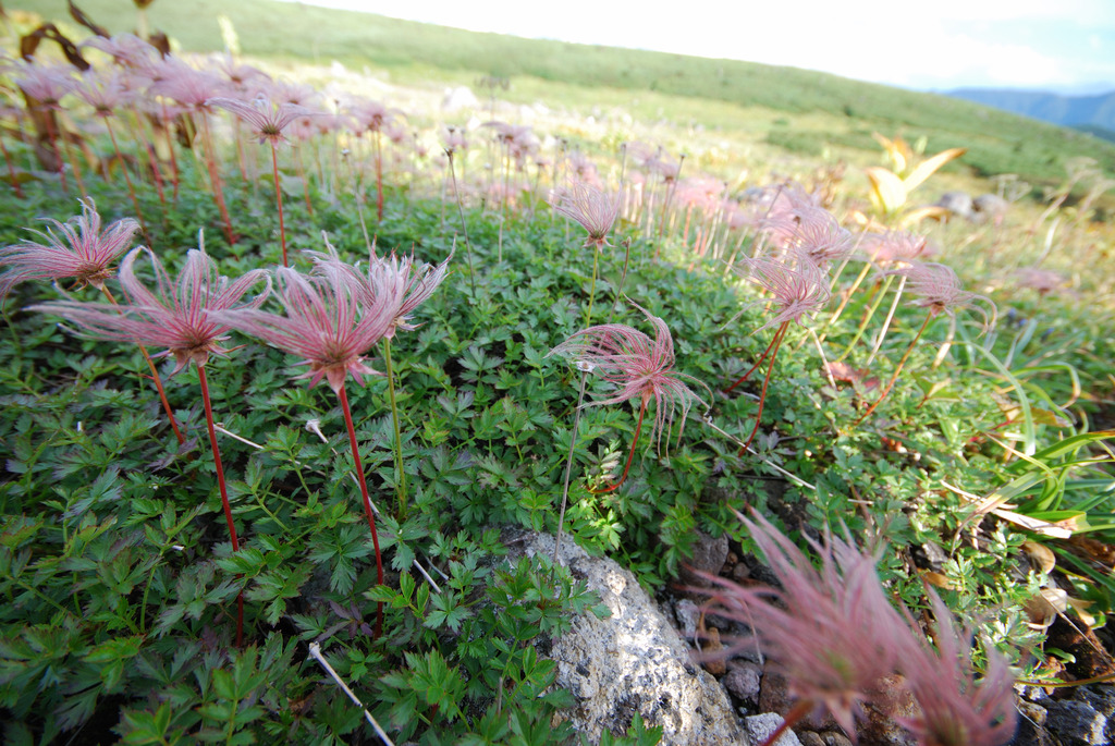 白山で見つけた高山植物