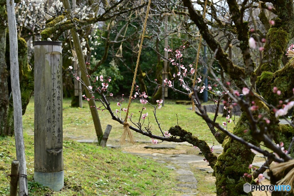 うぐひすの鳴き散らすらむ　春の花