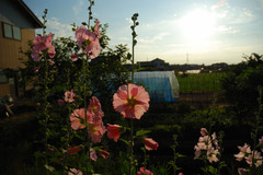 夕暮れ立葵 （たちあおい）