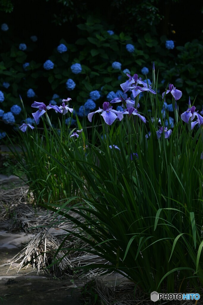 花菖蒲