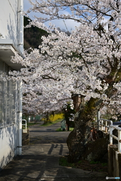 古木の美