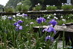 花菖蒲園（卯辰山公園）