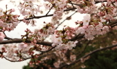 Sakura20100402-2