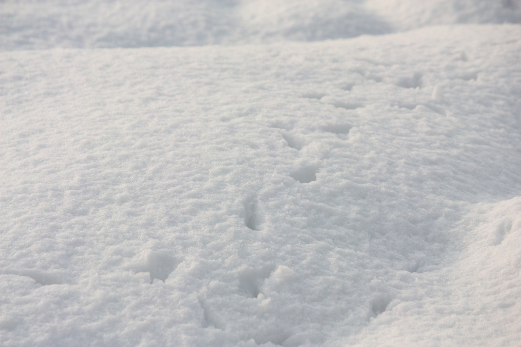 足跡の正体は？