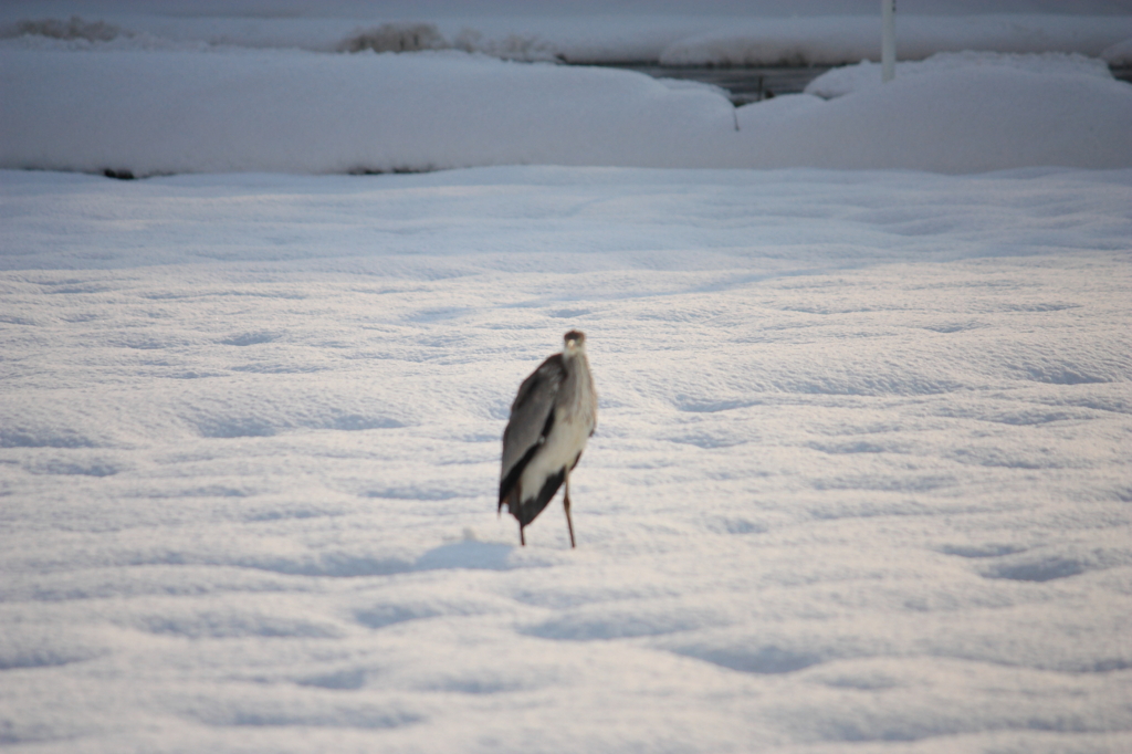 俺を呼んでいるのかい？