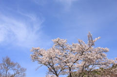 Sakura20100404-1