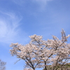 Sakura20100404-1