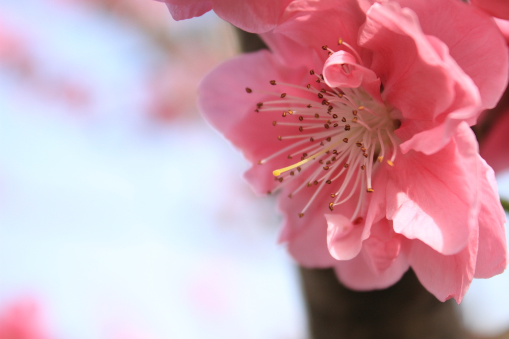 Peach-1