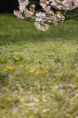 201100410_Sakura012