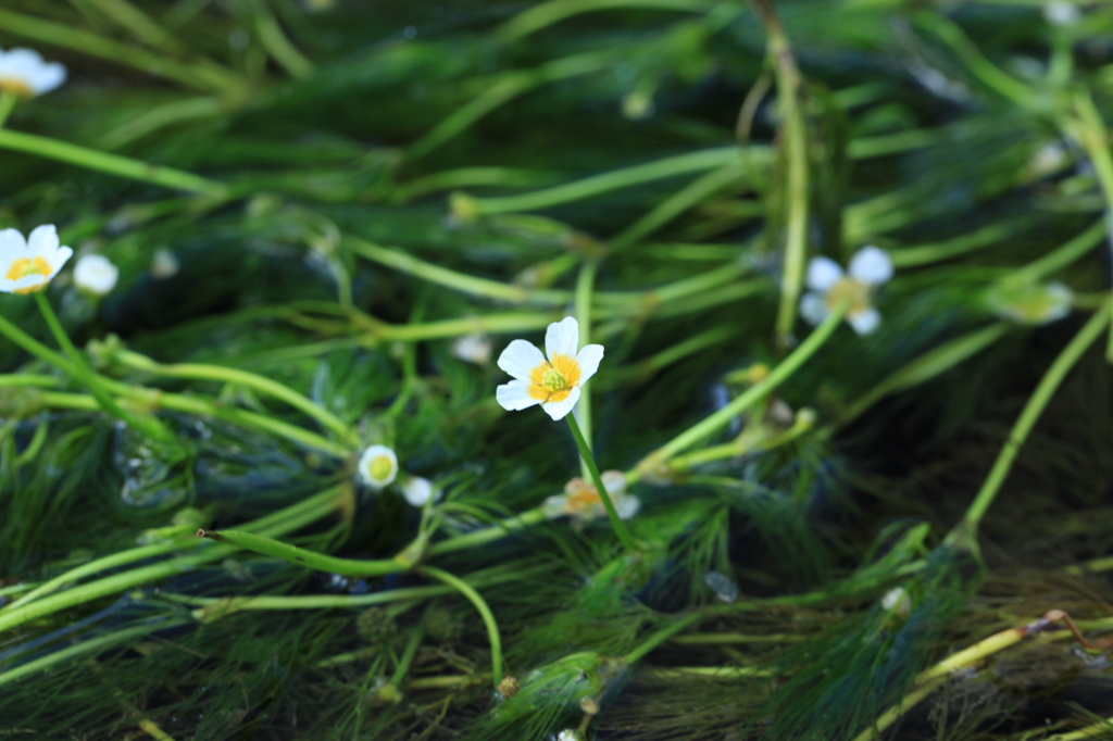 水に棲む花