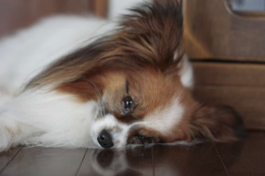 遊んでくれるの？