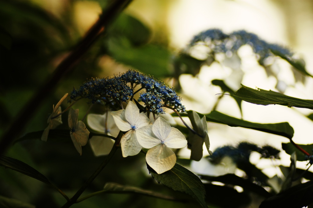 紫陽花 05