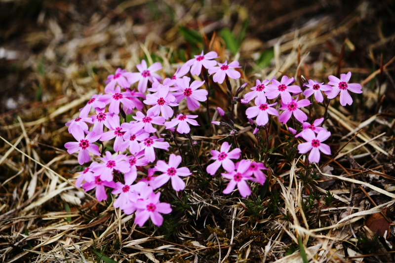 芝桜