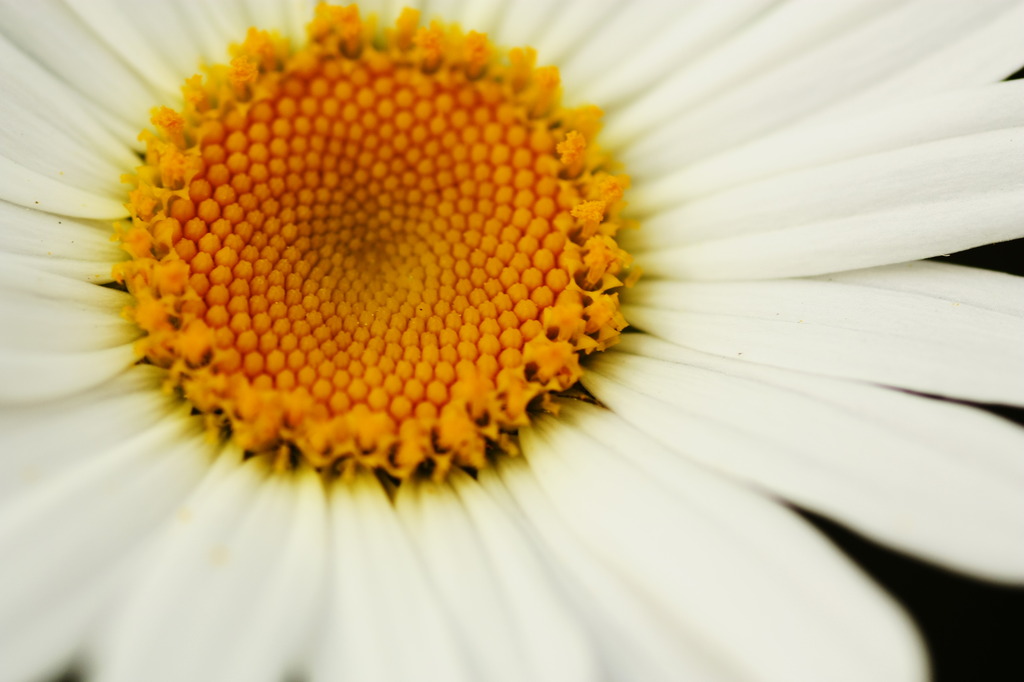 マーガレット01