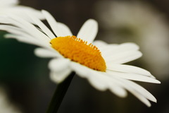 マーガレット02