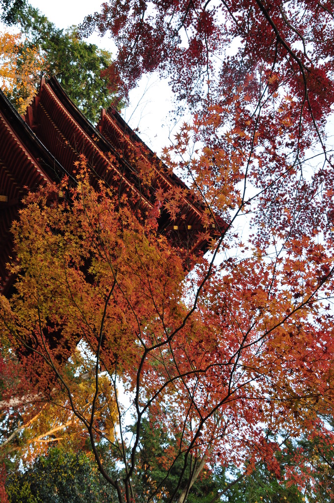 浄瑠璃寺