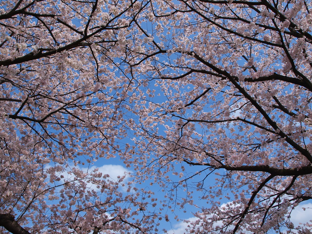 桜空