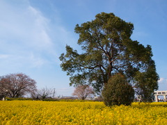 きいろ