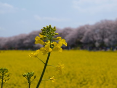 キイロノショウタイハ