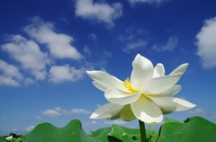 a lotus flower 