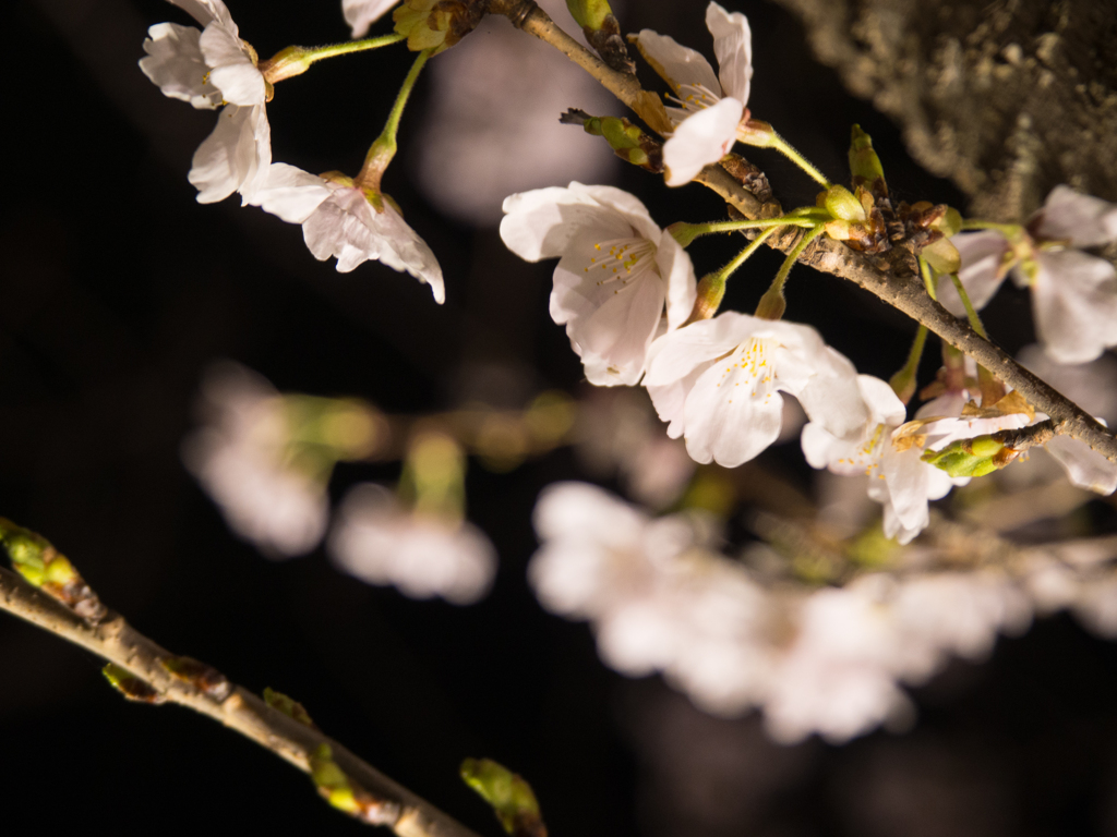 水戸の桜まつり 千波湖畔の桜ライトアップ