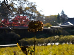 本土寺