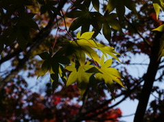 本土寺