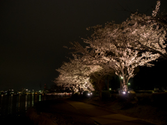 水戸の桜まつり 千波湖畔の桜ライトアップ