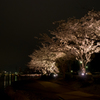 水戸の桜まつり 千波湖畔の桜ライトアップ